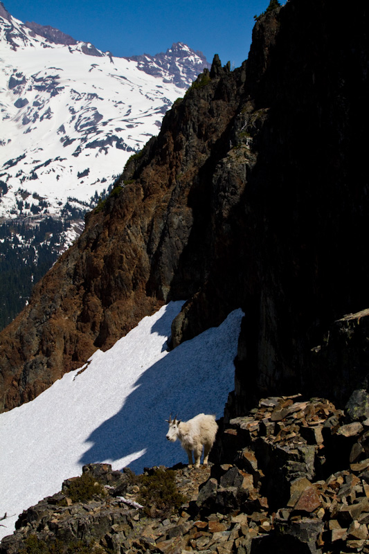 Mountain Goat And Little Tahoma